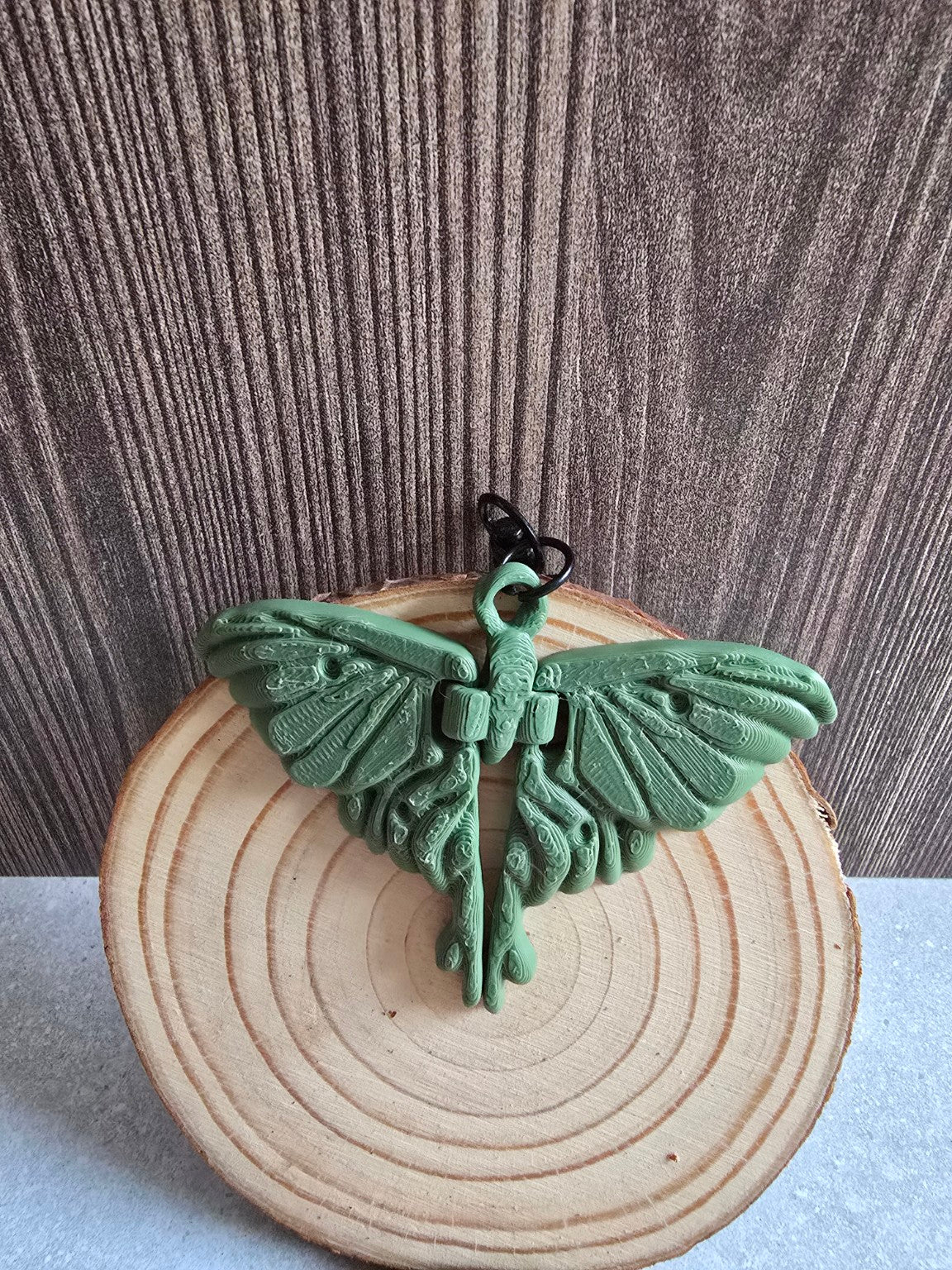 Pocket Familiar Moth displayed on wood slice